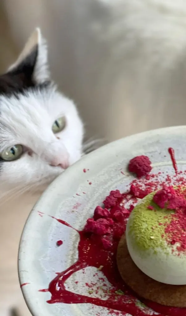 best vegan restaurants in rome - vegan food rome - vegan cakes in rome - vegan restaurants in trastevere jewish ghetto rome - vegetarian restaurants in rome - best plant-based restaurants in rome - gluten free restaurants rome romeow cat bistrot