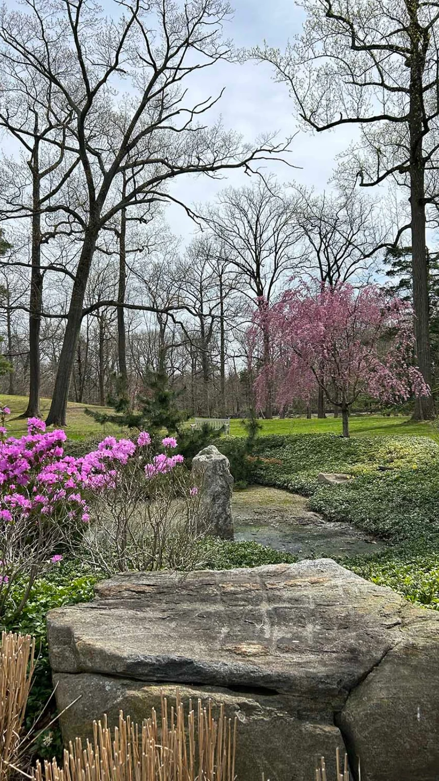 Free Things to Do in London With Kids: Visit Greenwich Park For Cherry Blossom (Spring Time)