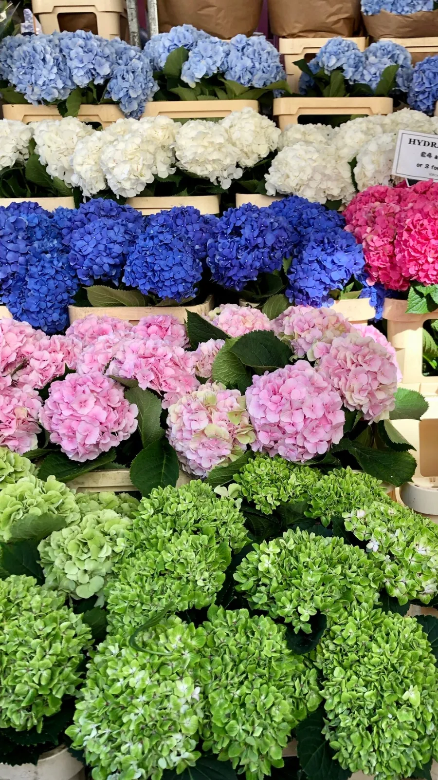 Free Things to Do in London With Kids: Columbia Road Flower Market on Sundays