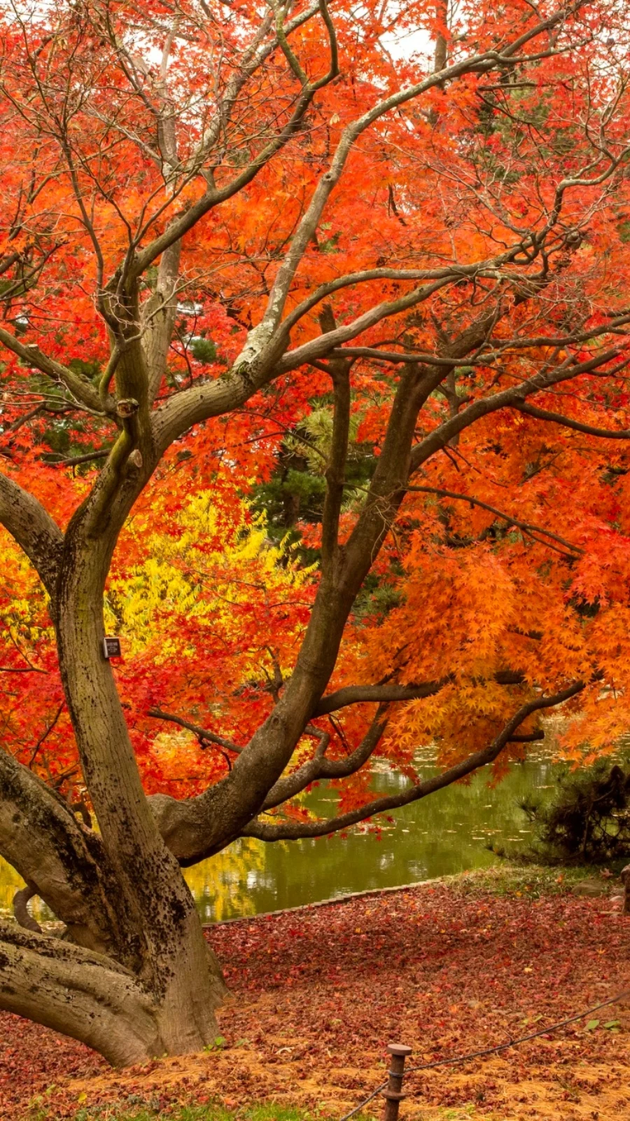 Free Things to Do in Brooklyn NYC: Brooklyn Botanic Garden (on Tuesdays)