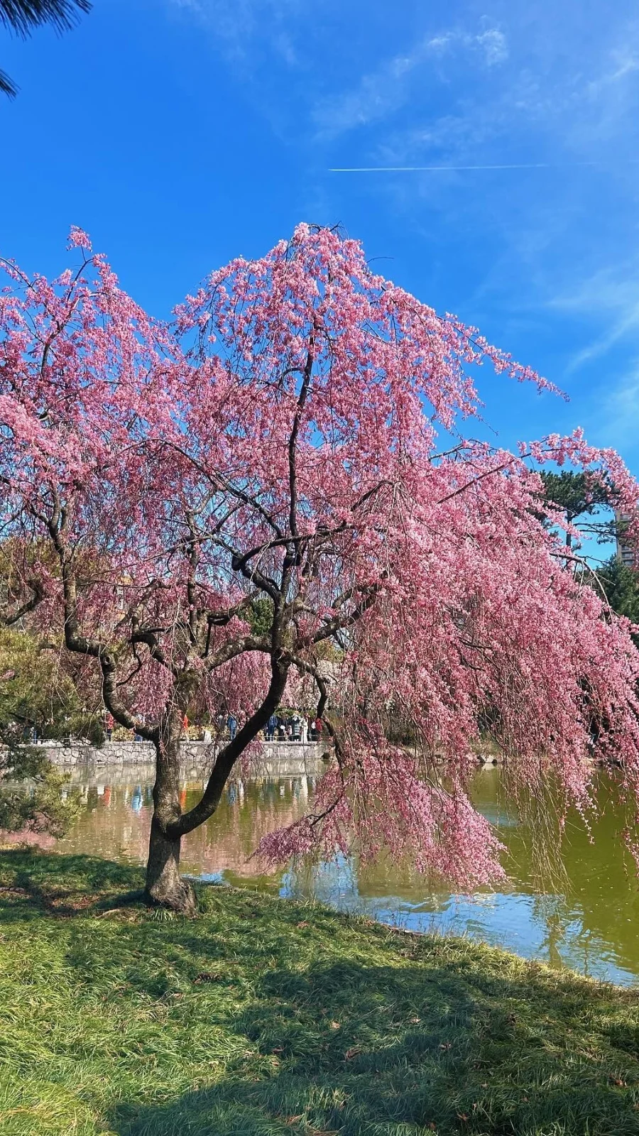 Free Things to Do in Brooklyn NYC: Brooklyn Botanic Garden (on Tuesdays)
