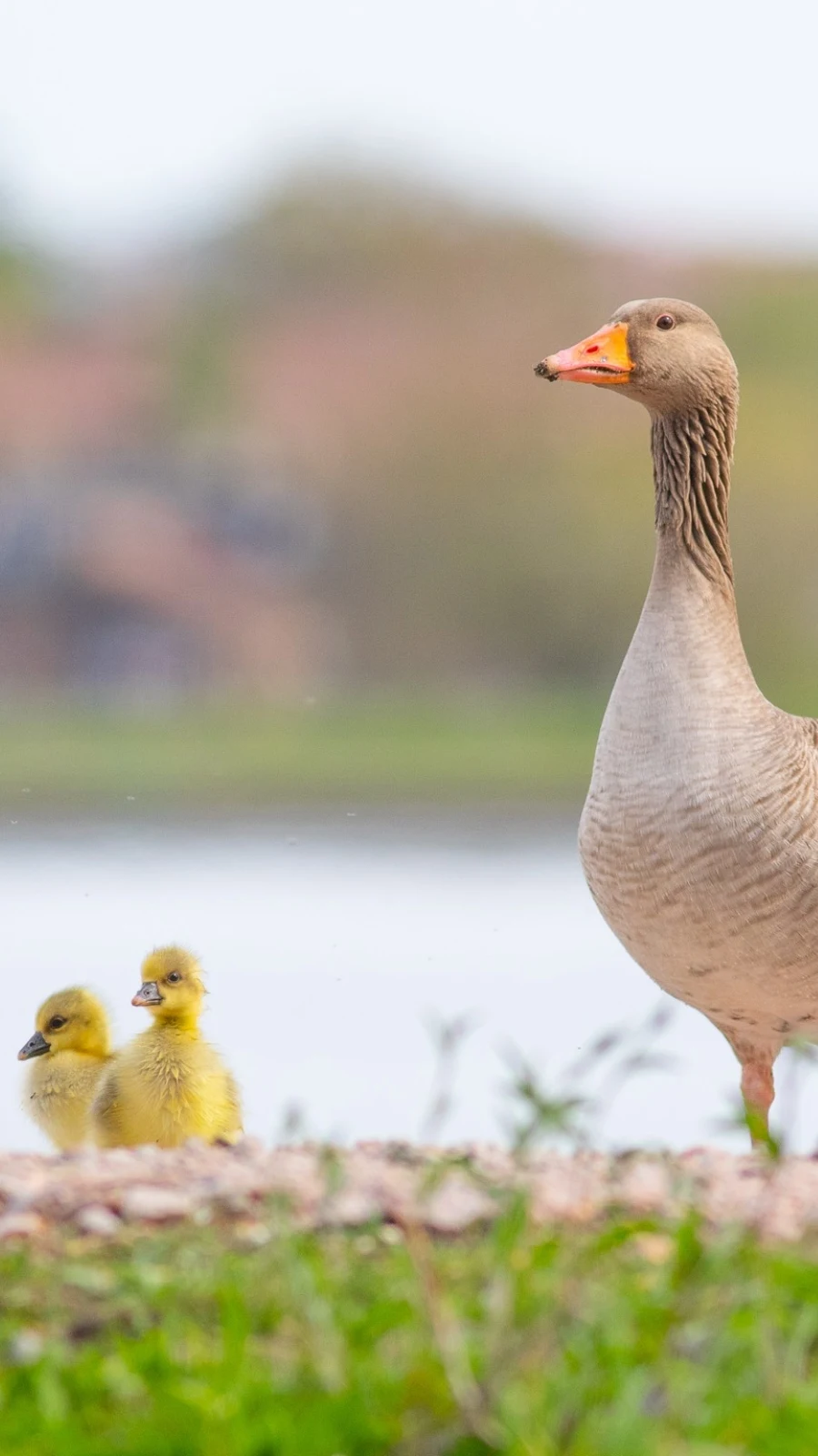 Hidden Peaceful Places Near London: Walthamstow Wetlands