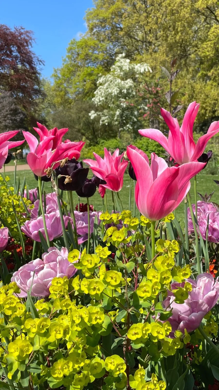 Free things to do in May in London: Visiting Hyde Park in Full Bloom