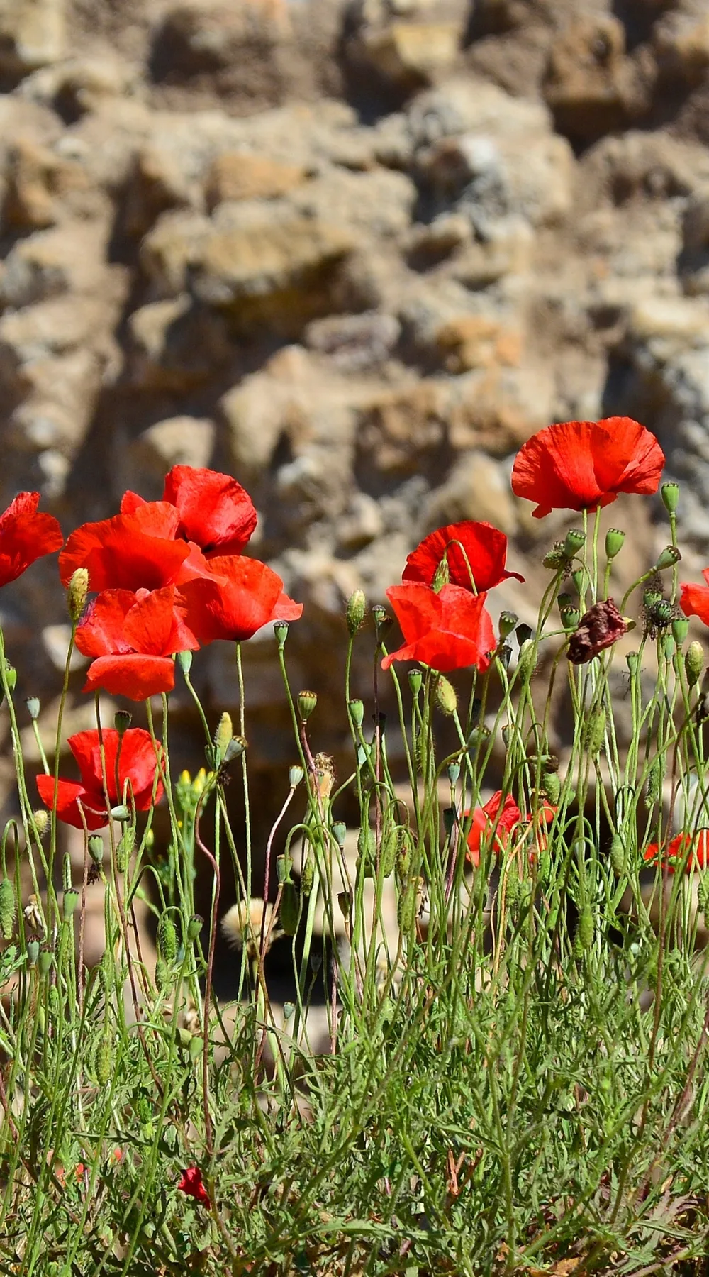 Ultimate Ostia Travel Guide: Best Gardens and Parks