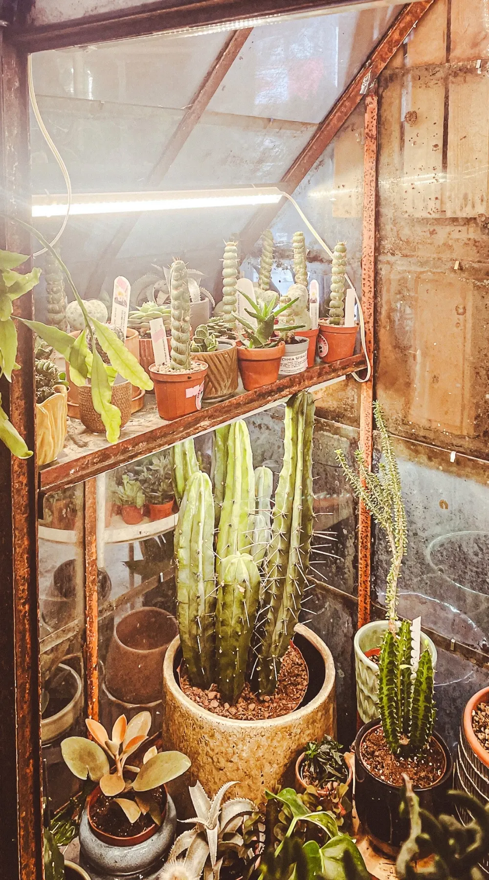 The Vaults Collective, A Magical Secret Cafe and Plant Shop - la mouche bakery - ivy and the wolf crystal palace - the vaults collective review london - best vegan cafes in london bakeries