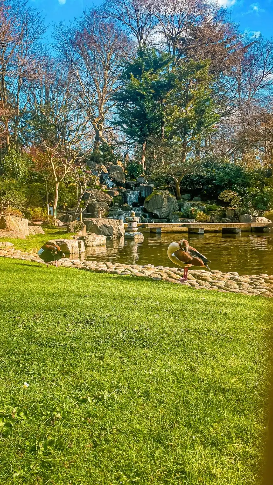 London's Pocket Parks: Japanese Kyoto Garden, Holland Park - most beautiful secret gardens in london bucket list - spring in london - cherry blossom in london travel guide - things to do near notting hill - beautiful nature in london