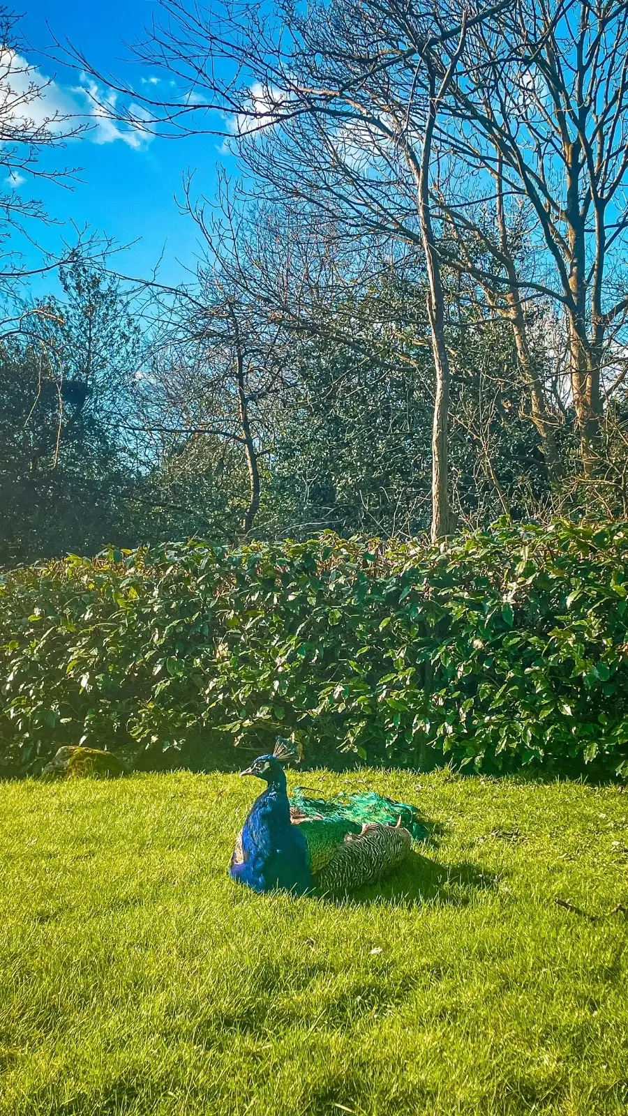 London's Pocket Parks: Japanese Kyoto Garden, Holland Park - most beautiful secret gardens in london bucket list - spring in london - cherry blossom in london travel guide - things to do near notting hill - beautiful nature in london